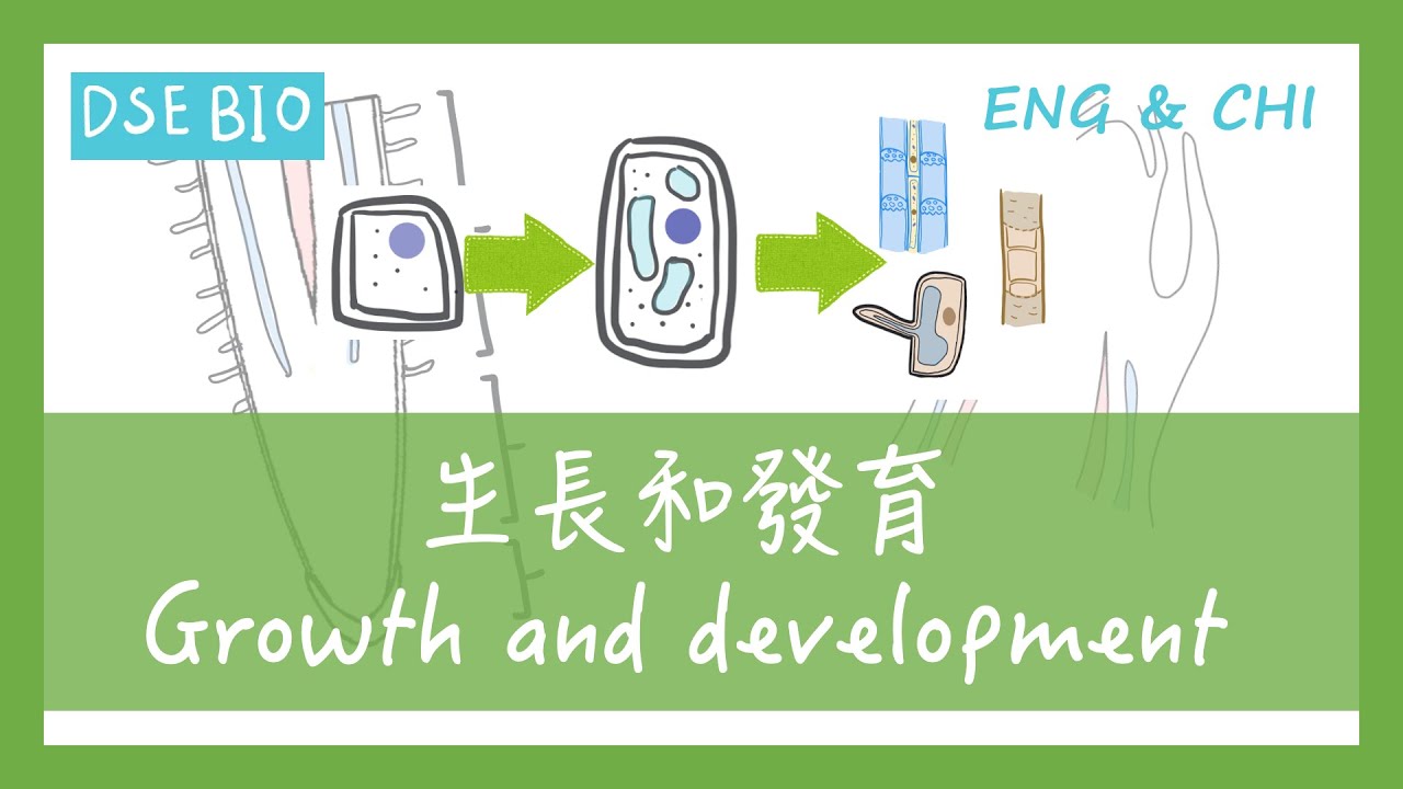 [DSE BIO - 課文重點] 17分鐘講完【生長和發育 Growth and development】！