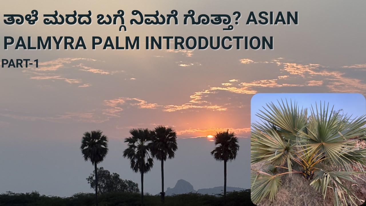 120 ವರ್ಷ ಬದುಕುವ ತಾಳೆ ಮರ! ನಿಮಗೆ ಗೊತ್ತೇ? - Asian Palmyra Palm Introduction | Part-1