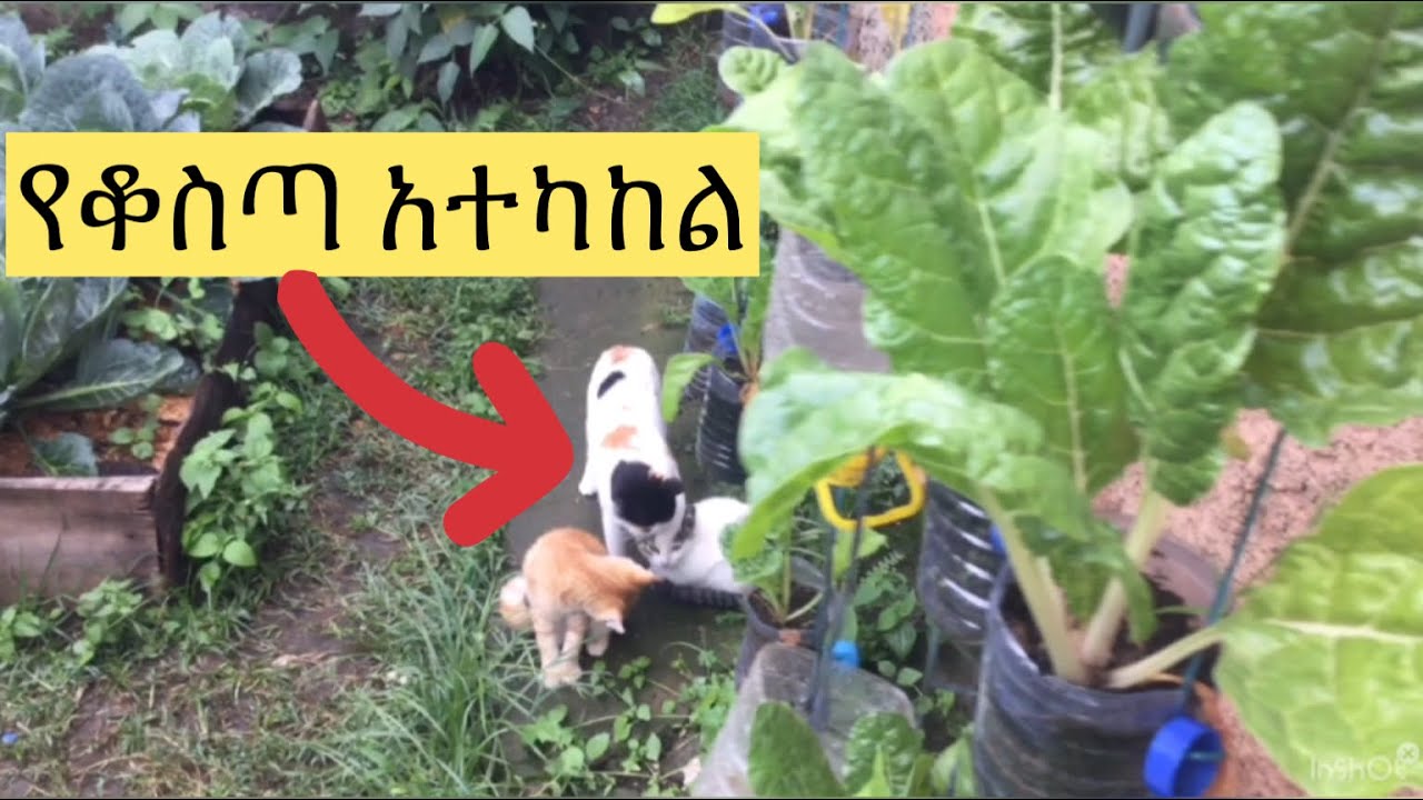 ያልተለመደ ፕላስቲኮችን በመጠቀም አትክልቶችን መትከል/Planting vegetables using unconventional plastics