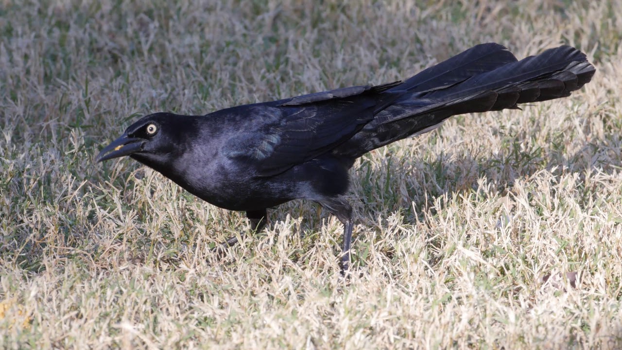Great-tailed Grackle, Video, Call and Pictures