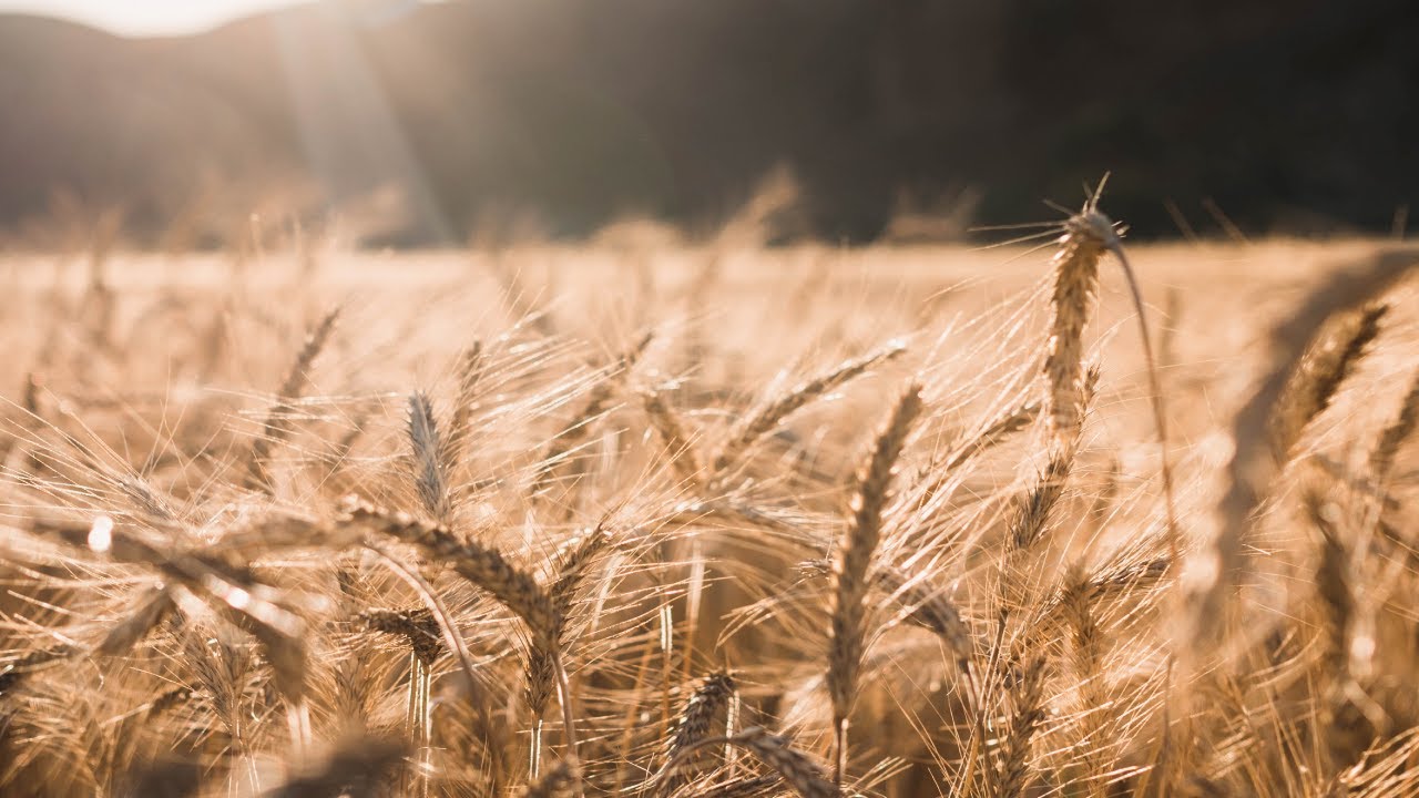 Ukraine & Food Scarcity Fears: Myths vs. Reality