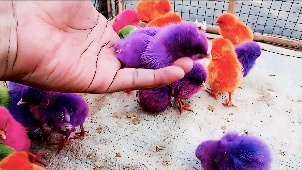 Ayam Lucu Banget Video Paling Lucu | Kumpulan Ayam Imut Warna Warni Terbaru