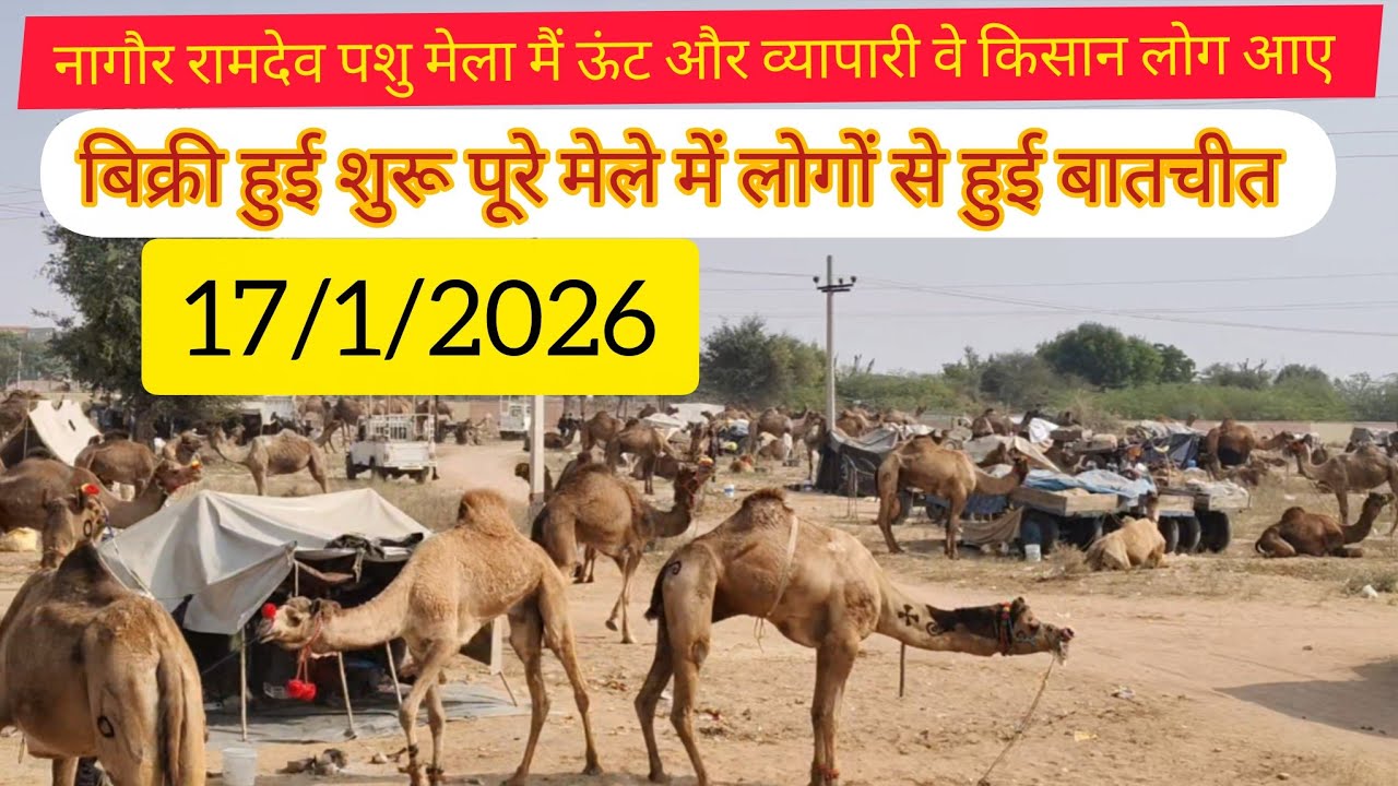 Nagaur pashu mela 2026 || नागौर पशु मेला व्यापारी आए बिक्री शुरू || नागौर मेला 2026 Nagaur Mela 2026