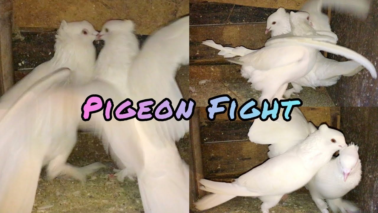 Angry pigeon slaps man | Pigeon sound | Pigeon attitude | Pigeon fight