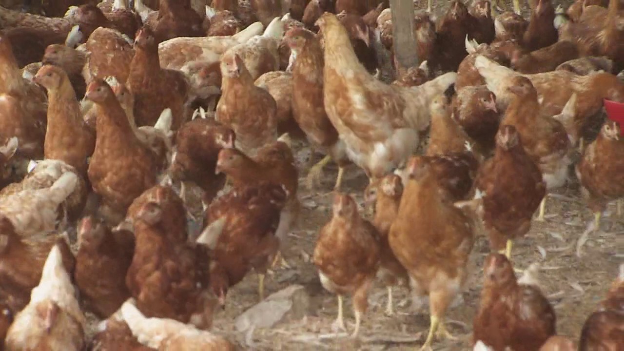 Galp&oacute;n econ&oacute;mico para gallinas | La Finca de Hoy
