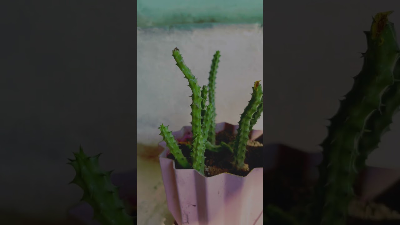 Join my baby plant journey🌵: Day 1 to Branches! 