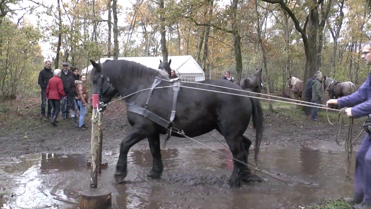 Hoeve Springendal, 2019. Boomslepen door trekpaarden.  Deel 3 van 3
