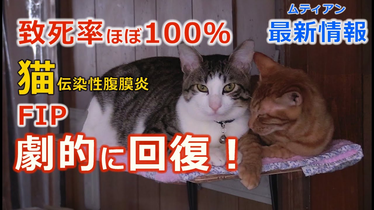 【FIP闘病記】ムティアンで劇的に回復！FIP治療最新情報！治験薬は無償【猫伝染性腹膜炎はラプコンで治る！】