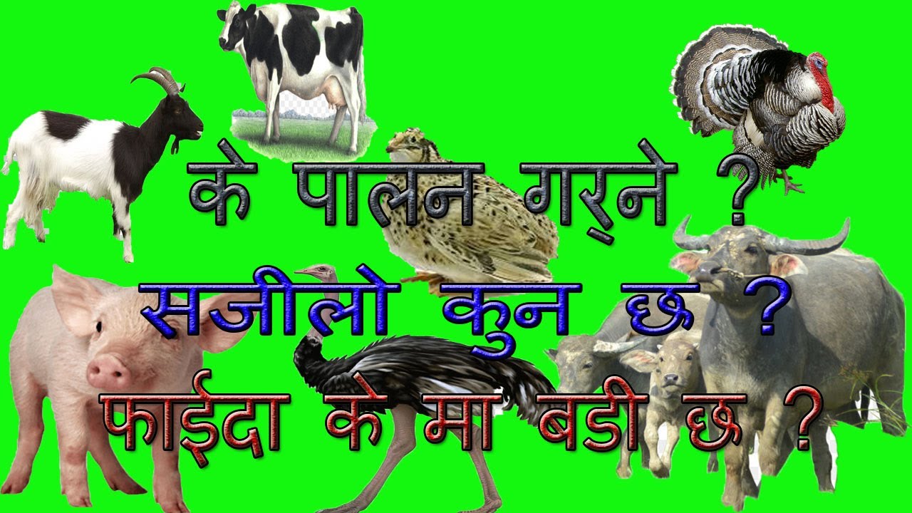 गाई,कुखुरा,भैसी,हास,बट्टाई अनी बङ्गुर  के पाल्दा बडी फाइदा हुन्छ ?