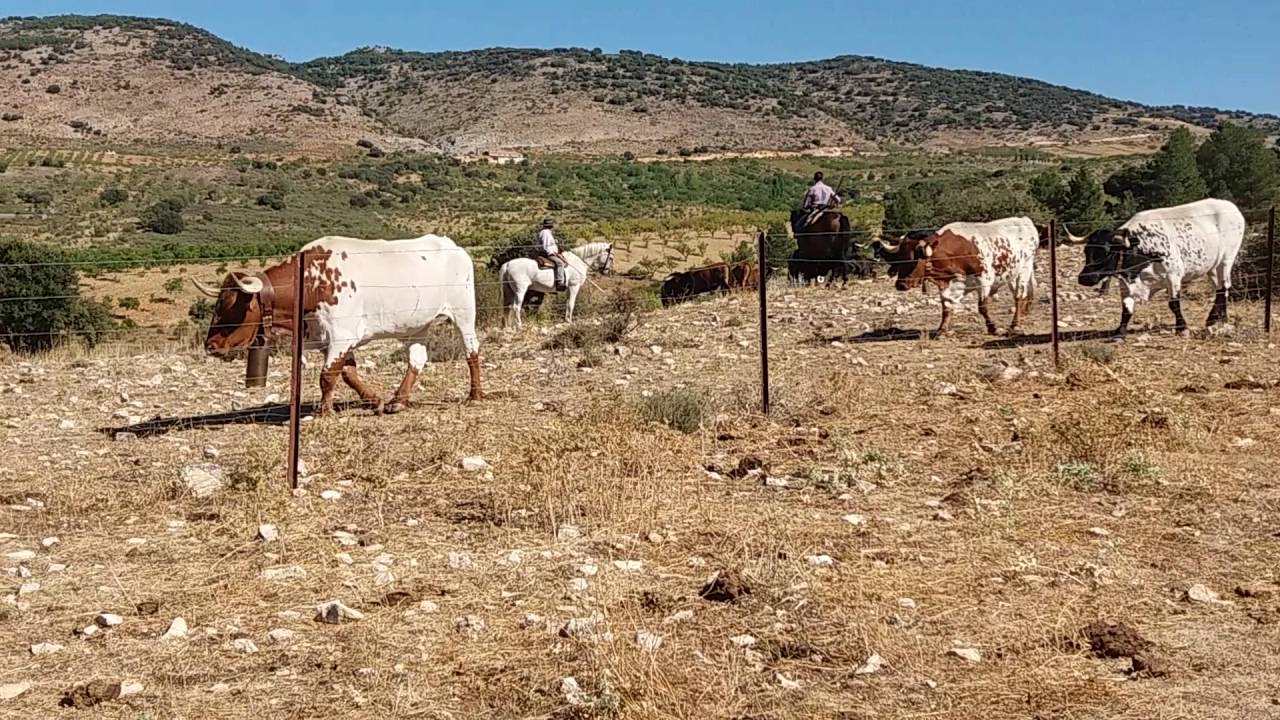 Apartado de vacas para el encierro de santiago de la espada en la ganaderia el zorro