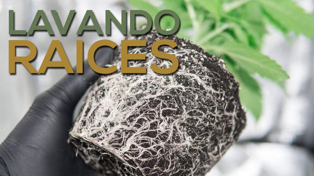 Lavado de Ra&iacute;ces - Amnesia Haze Auto