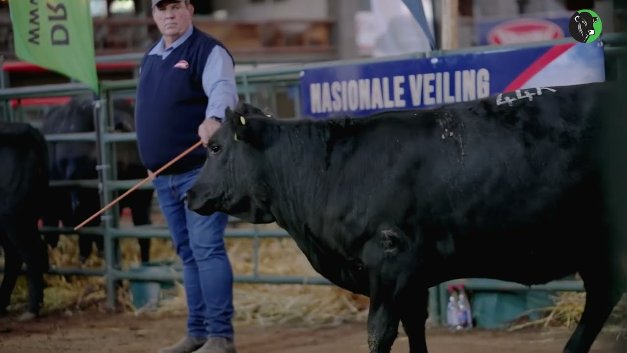 13   Functional Efficiency   Example   Female Heifer