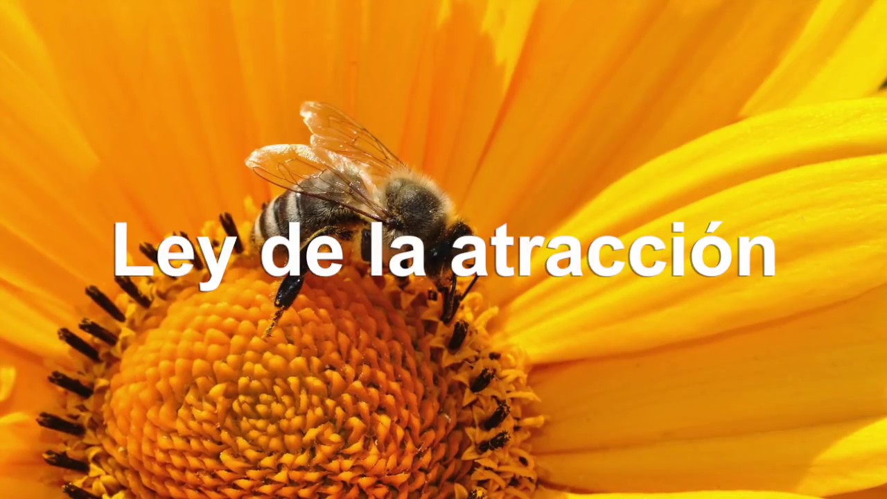 El rey Salomón y la abeja - CUENTO SUPERACION PERSONAL