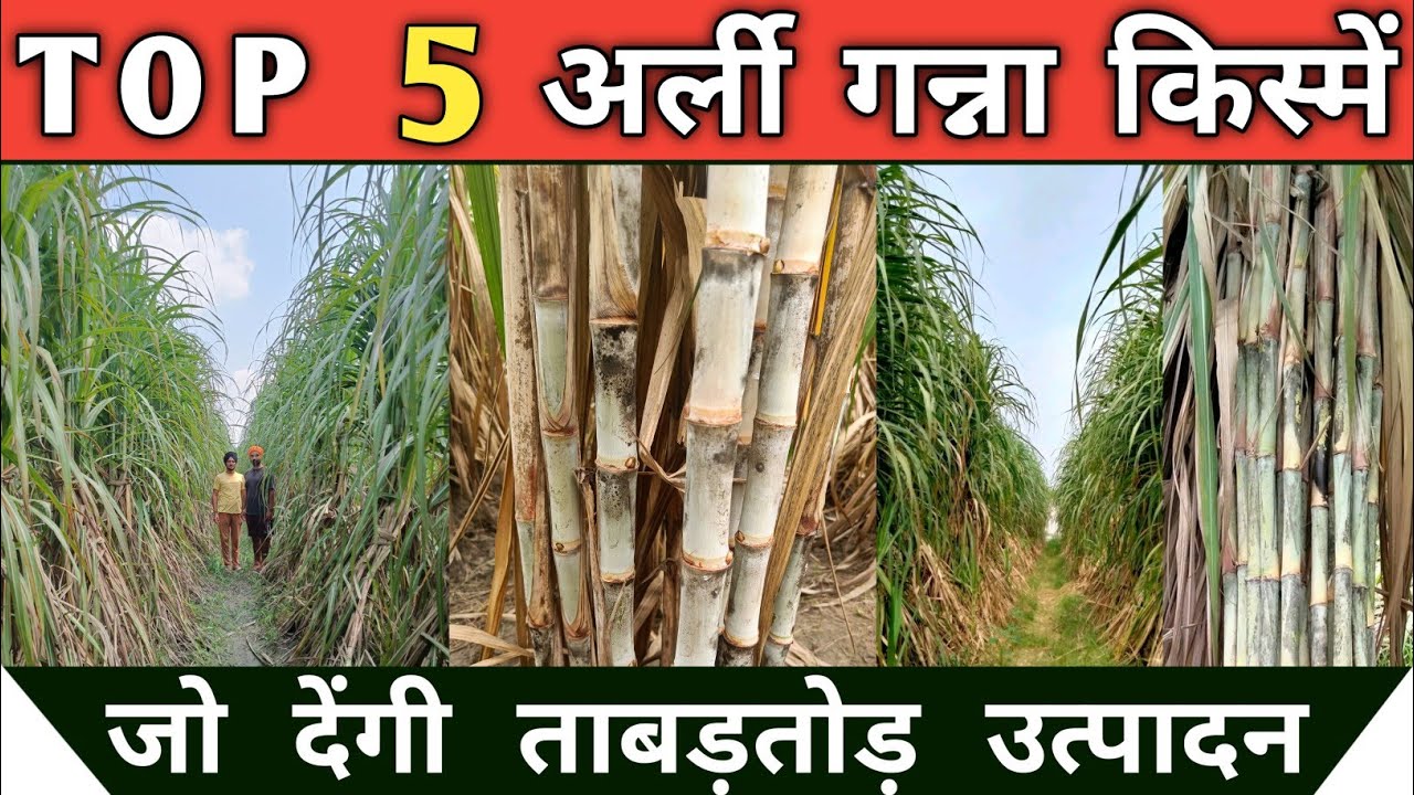 ताबड़तोड़ उत्पादन वाली  टॉप 5 अर्ली गन्ना किस्में | Top 5 sugarcane varieties