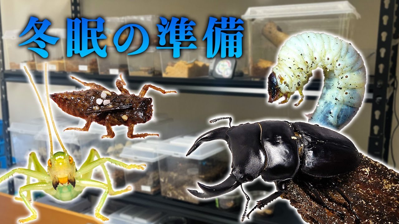 むし岡家の昆虫たちの冬眠準備をしていきます！