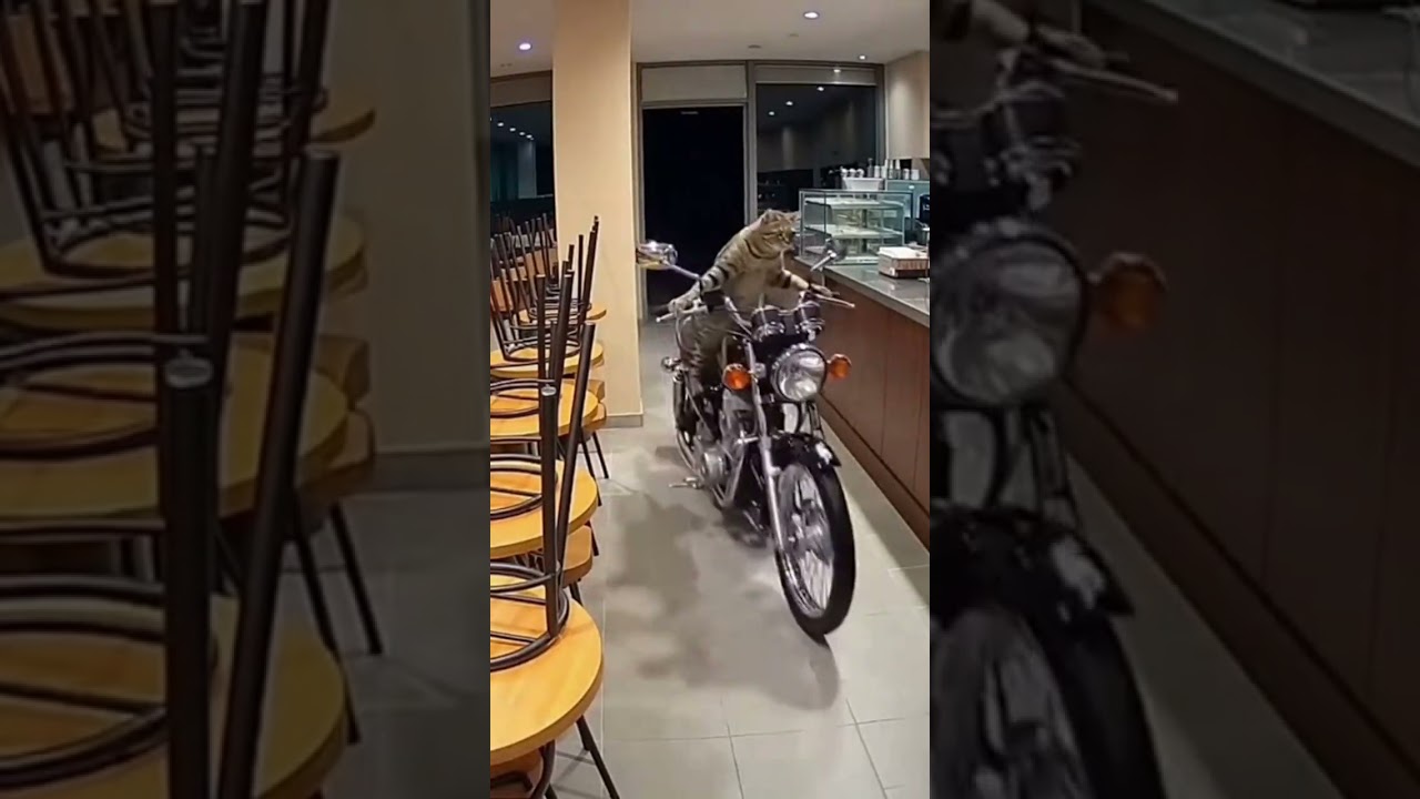 A cat enters riding a small motorcycle, scaled realistically for indoor space