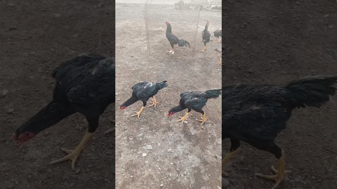 Хйроз
