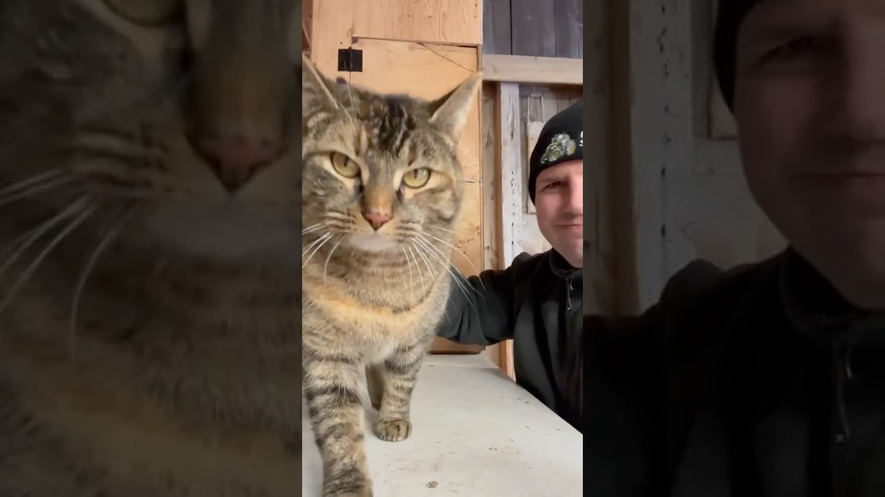 New Barn Cat Update #shorts