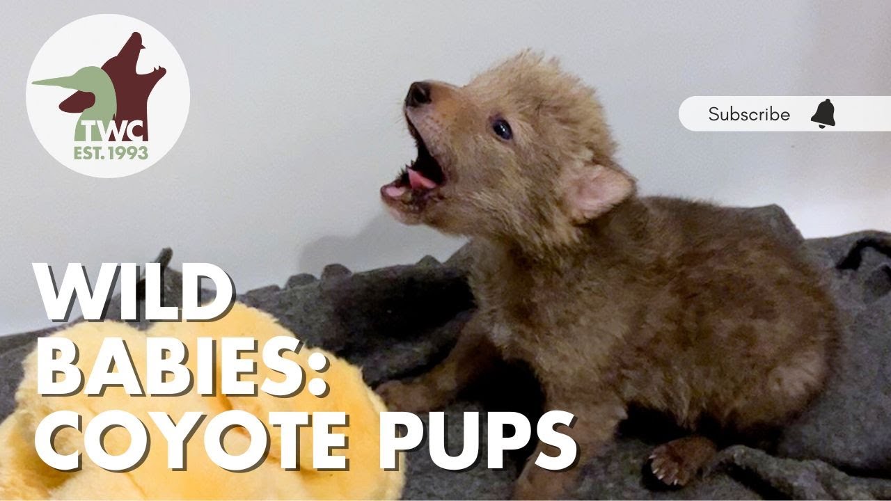 A Day With Babies | Coyote Pups