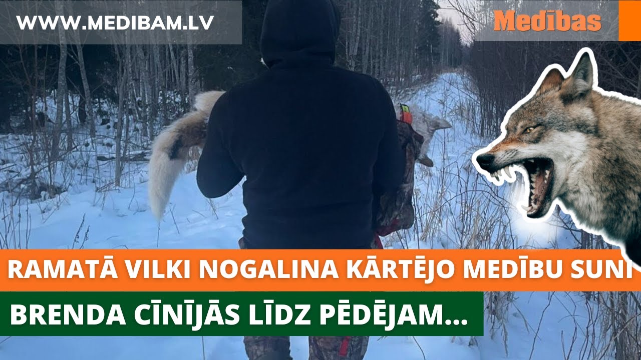 Brenda cīnījās līdz pēdējam. Zaudēja vilku pārspēka dēļ! Ramatā vilki nogalina kārtējo medību suni