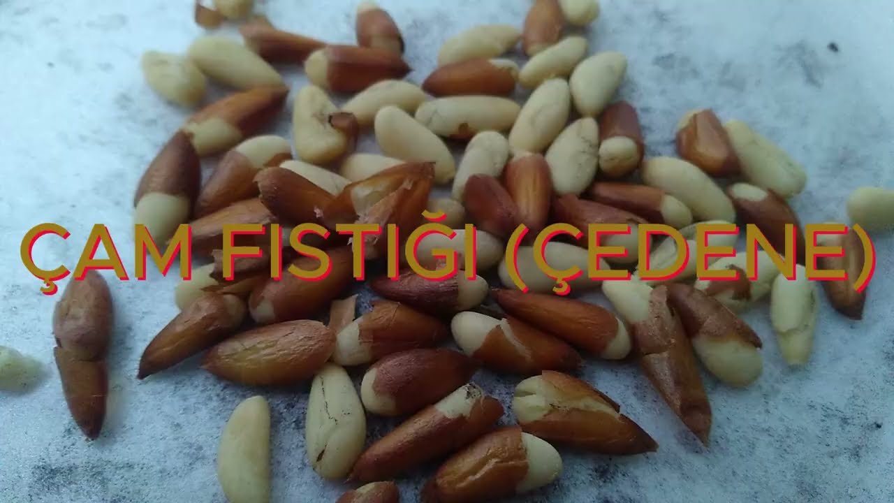 ÇAM FISTIĞI ÇEDENE -PINE NUT CHEDENE-КЕДРОВЫЙ ОРЕХ СЕЛЕН