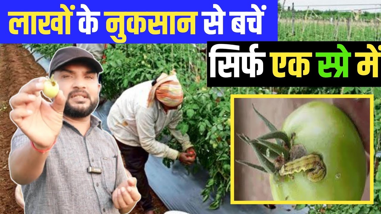 टमाटर में फल छेदक नियंत्रण || Tomato Fruit Borer control