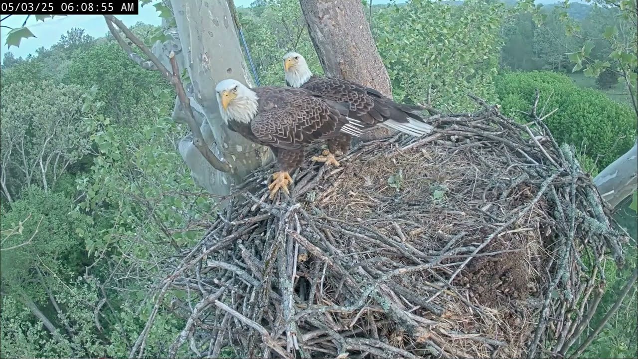 NCTC Nest - Bella and Scout Morning Visit - 5/3/25