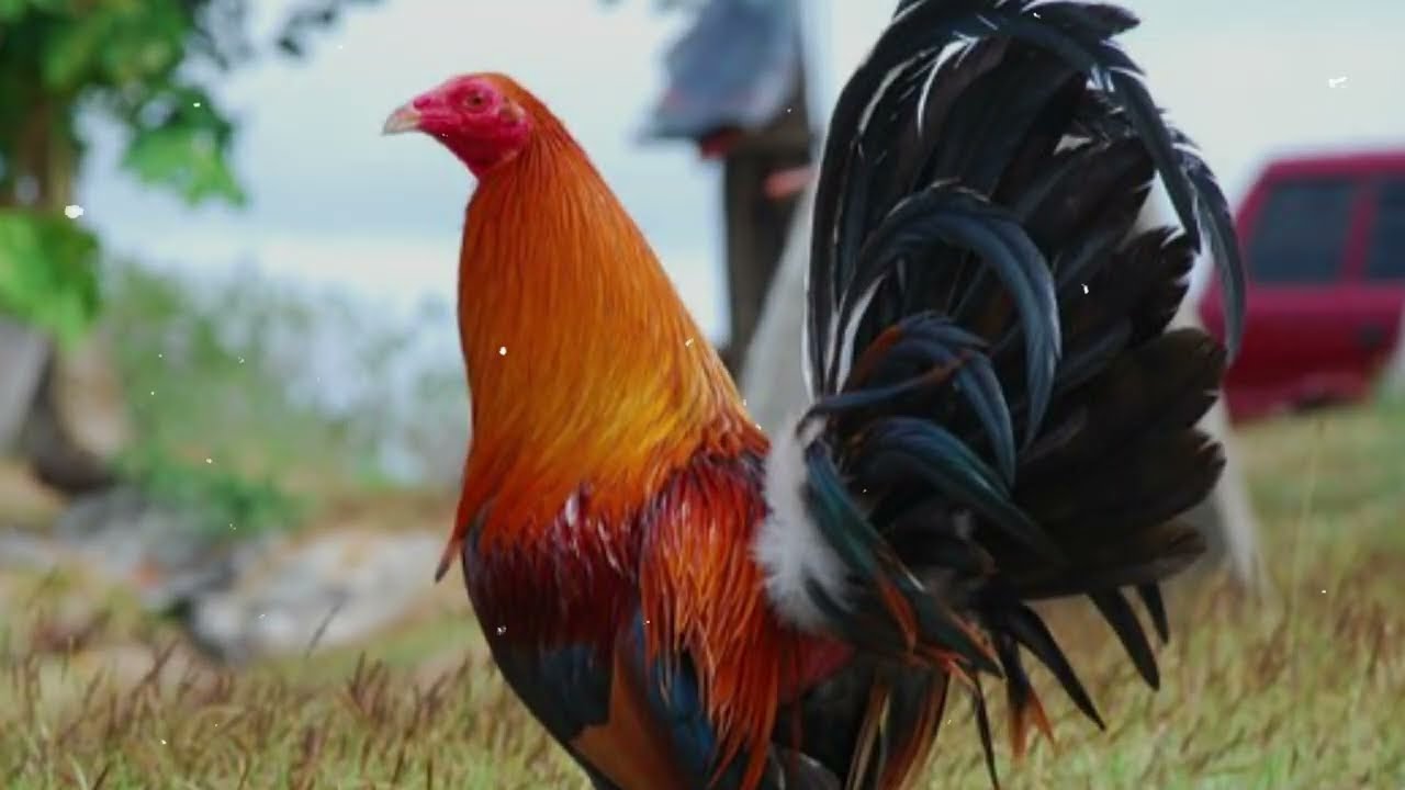 5 Most Underrated Gamefowl Breeds You Should Know About