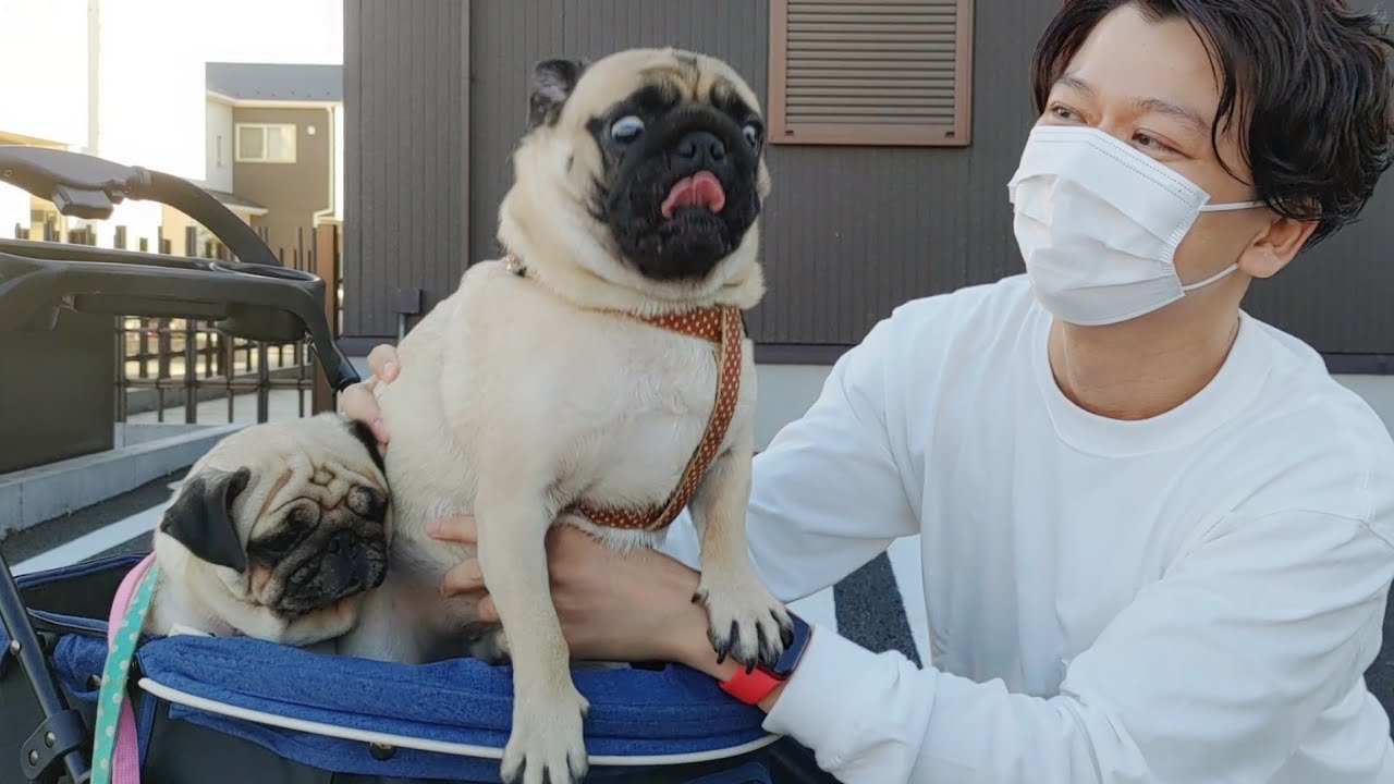 散歩中にいるはずのない人が突然現れた瞬間のパグの反応WWWWWWWW