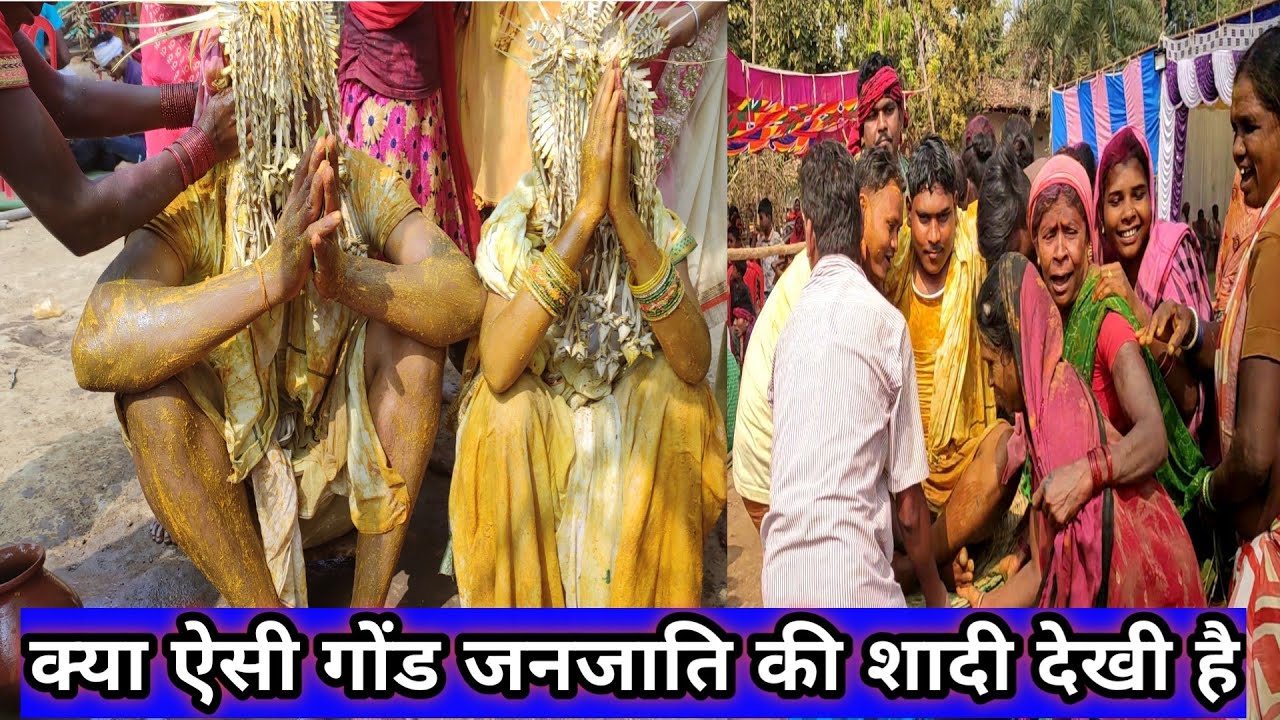 Gond Tribe Culture Marriage।। गोंड जनजाति की सांस्कृतिक विवाह।। Chhattisgarh