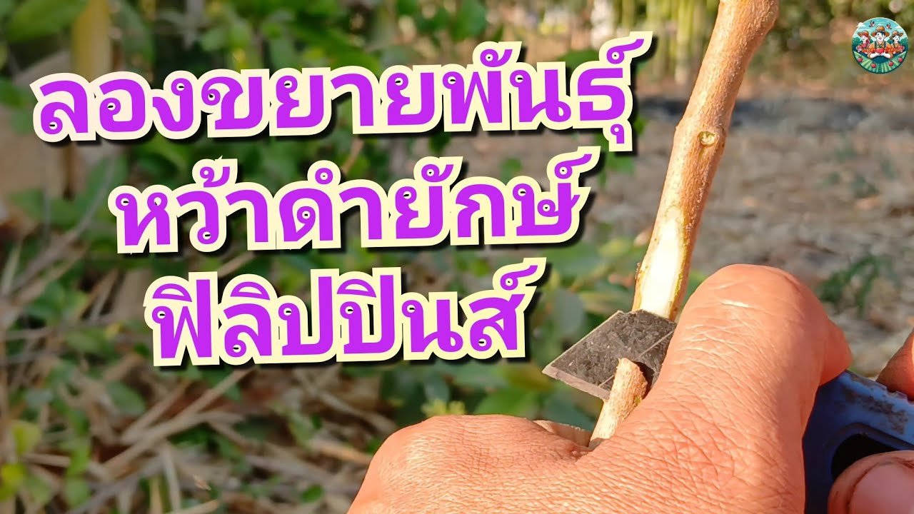 ขยายพันธุ์ต้นหว้ายักษ์ ฟิลิปปินส์