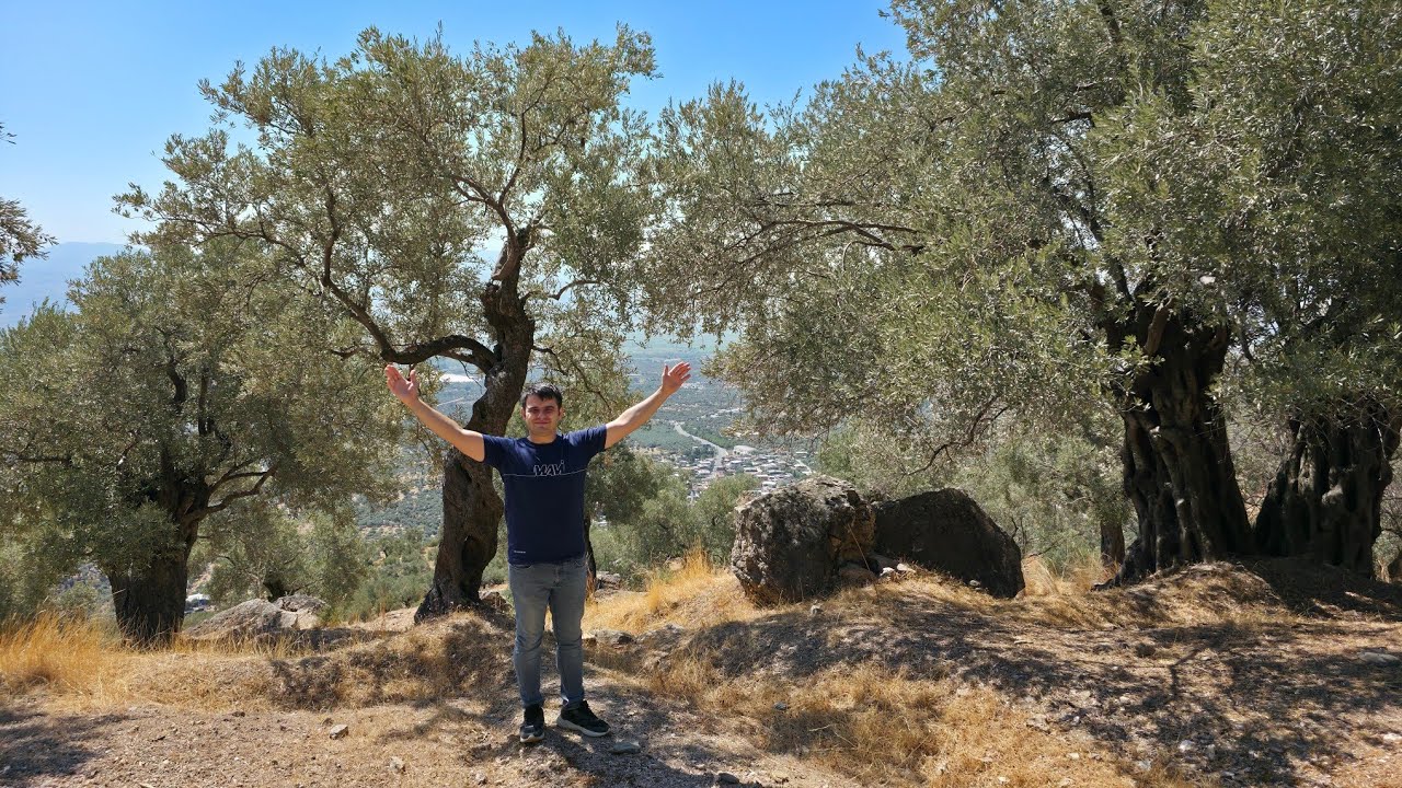 EGE BÖLGESİNİN EN UCUZ ZEYTİNLİĞİ SATILIK 5675 MK 590 BİN TL İLK GELEN ALIR TEK TAPU 100 AĞAÇ VAR !