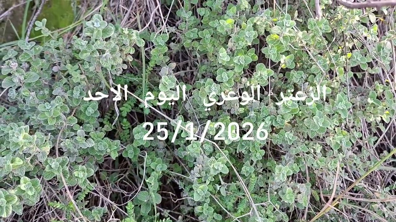 الزعتر الوعري اليوم الاحد 25/1/2026
