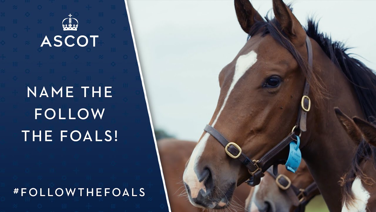 QIPCO #FollowTheFoals Naming Competition