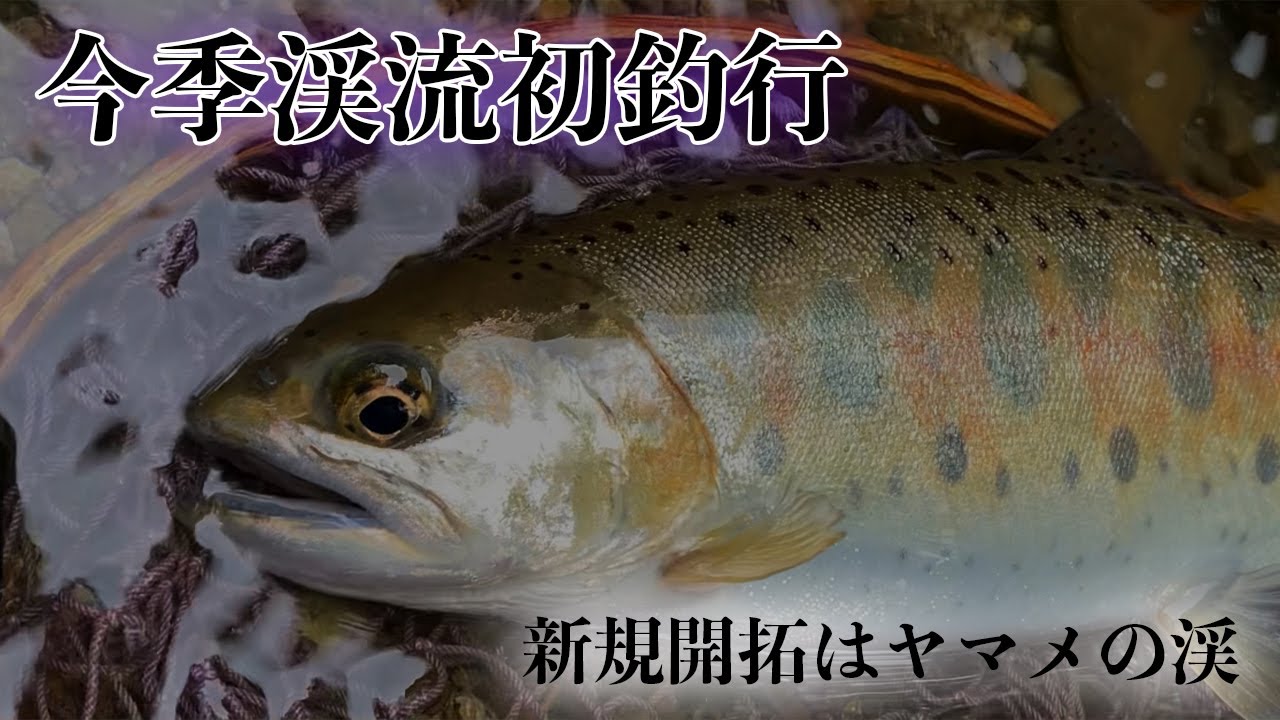 【渓流釣り】2025渓流初釣行　約2ヶ月遅れの渓流解禁はヤマメの渓で