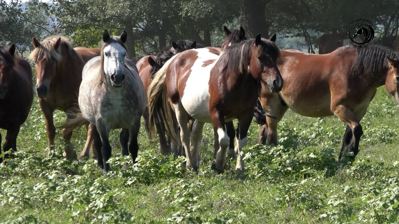 OPG -KABIĆ iz Popovače spremno dočekuje svoju Prvu štraparijadu -
