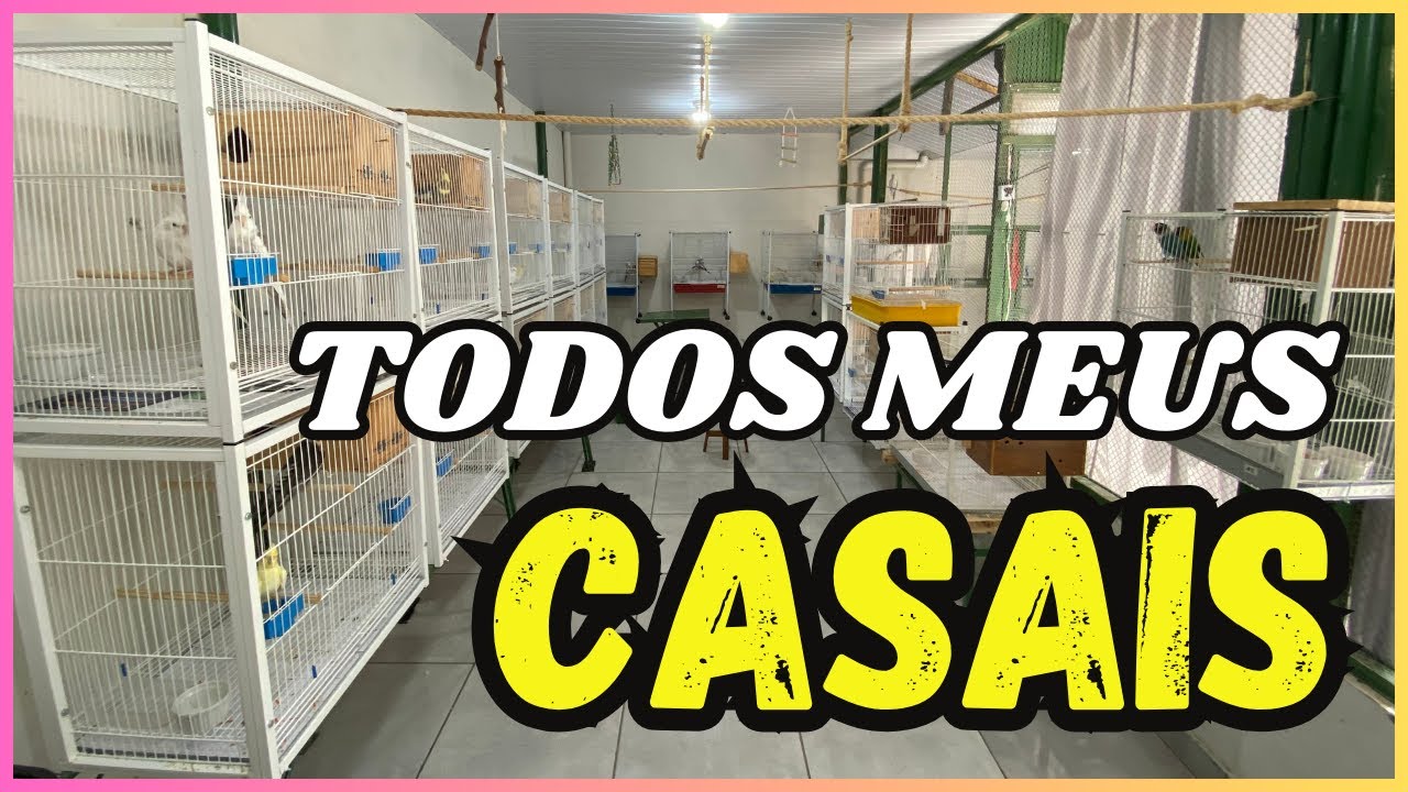 VEJA TODOS OS MEUS 20 CASAIS DE CALOPSITAS