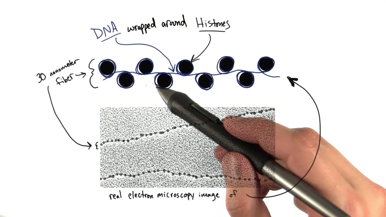 Histones - Tales from the Genome