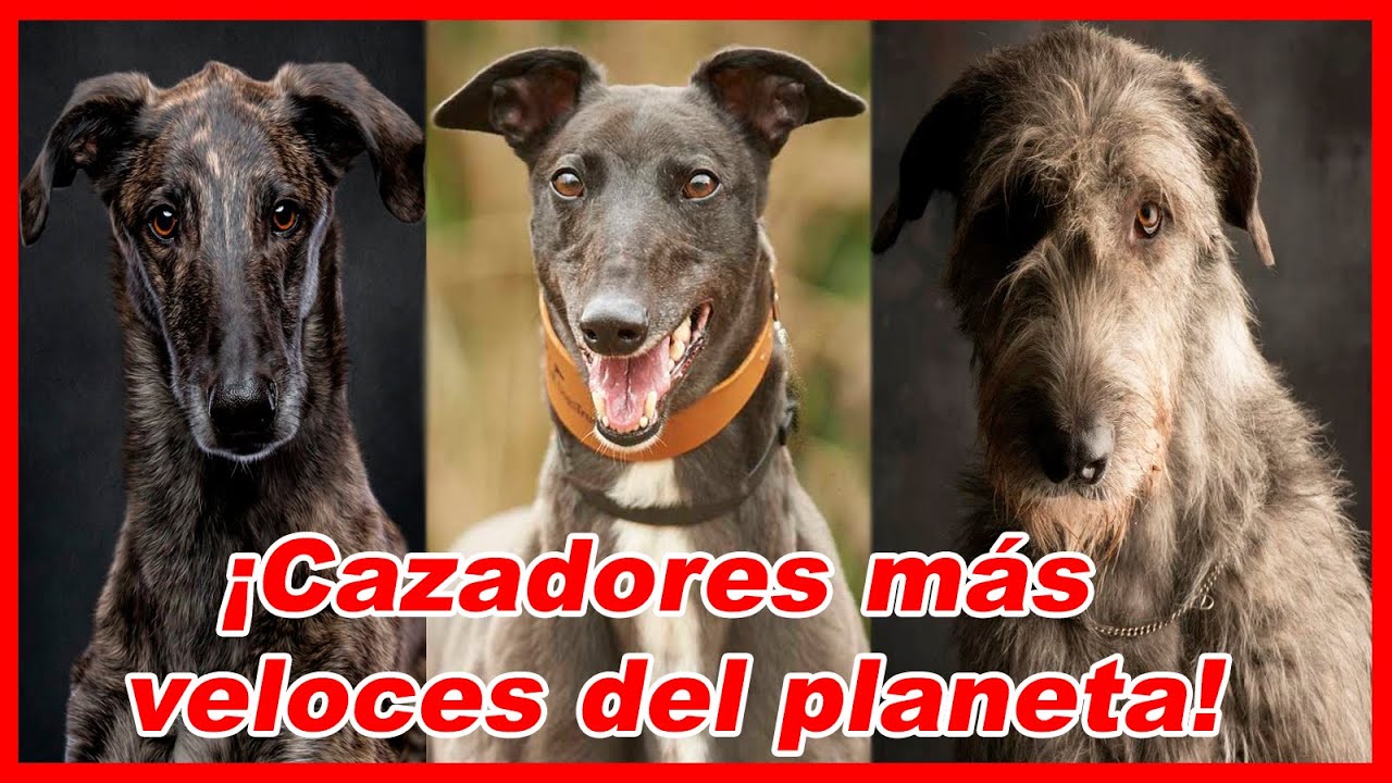 Top 10 PERROS LEBRELES utilizados para CAZAR ⚡ galgos