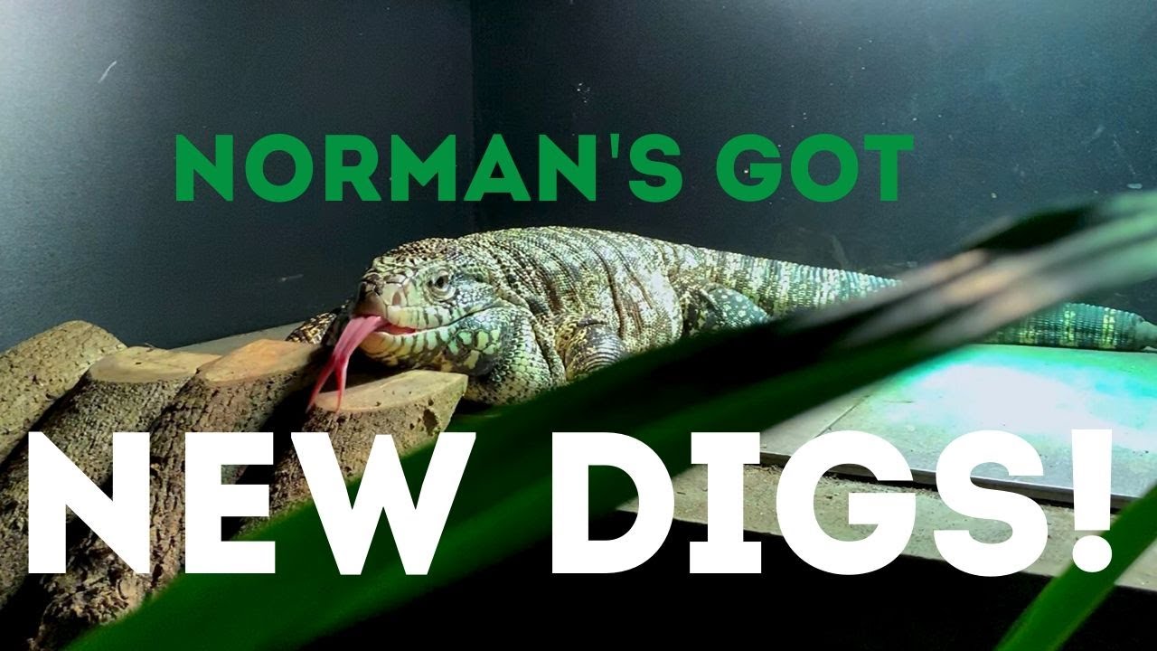 Building and Moving My Tegu Into His BIG New Animal Plastics Enclosure!