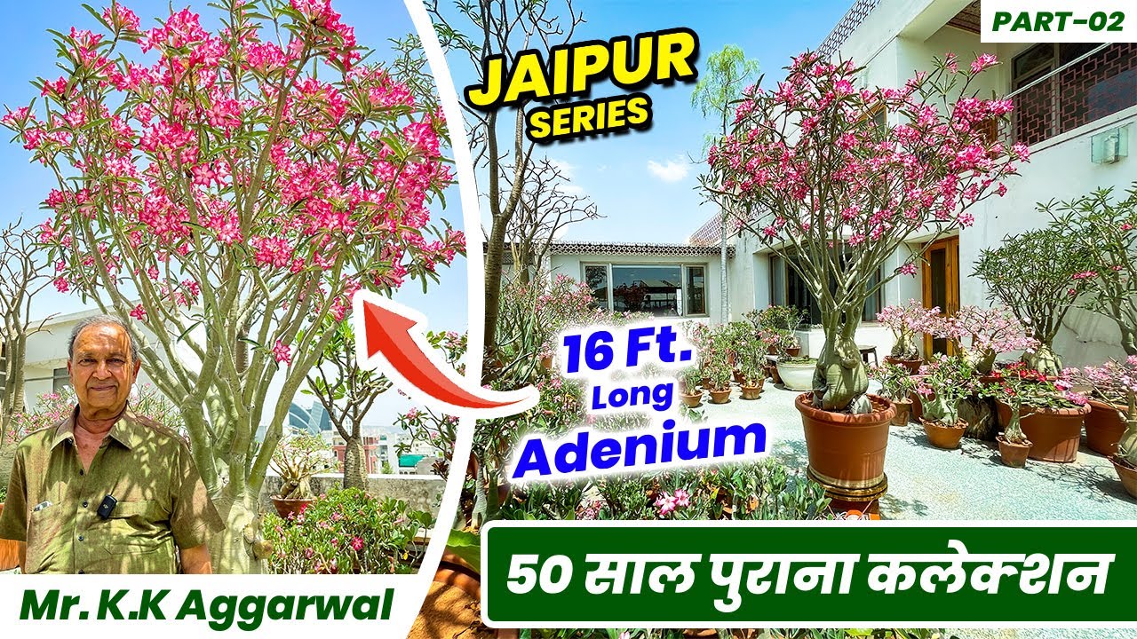 KK Aggarwal जी का 50 साल पुराना अडेनियम कलेक्शन | 50 Yr Old Adenium Collection of Mr. K.K Aggarwal 😯
