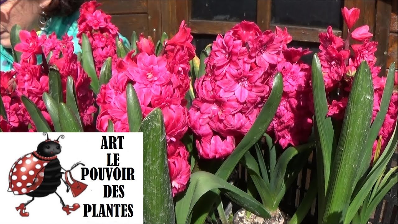 Plante toxique: Bon à savoir( la Jacinthe): (toxiques pour Bébé) Plante vivace