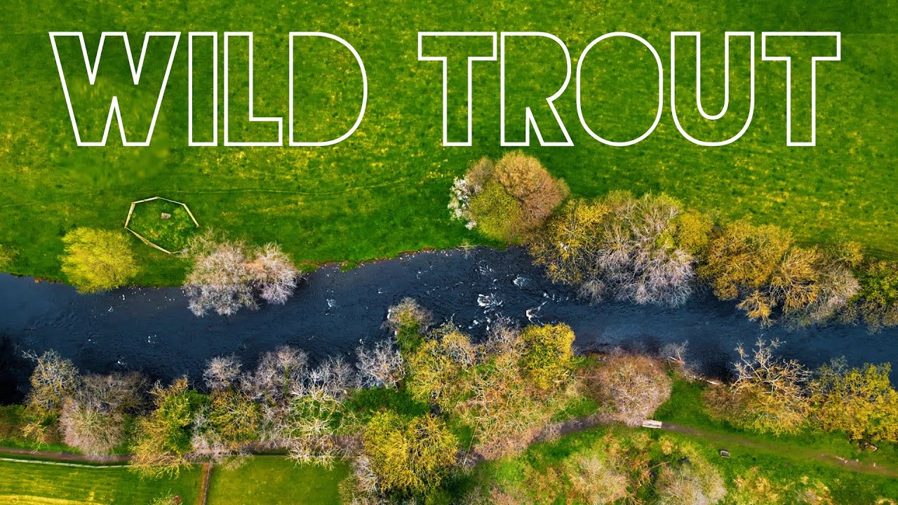 Restoring WILD TROUT in the River Nidd