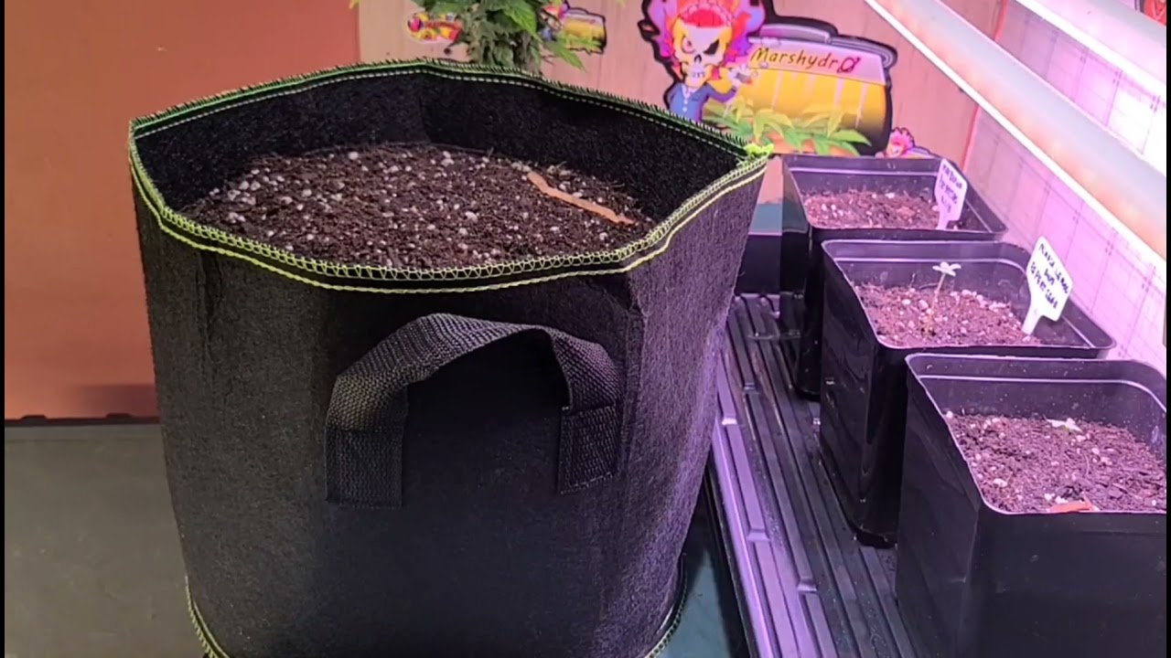 Change to my Solo Cup Grow!