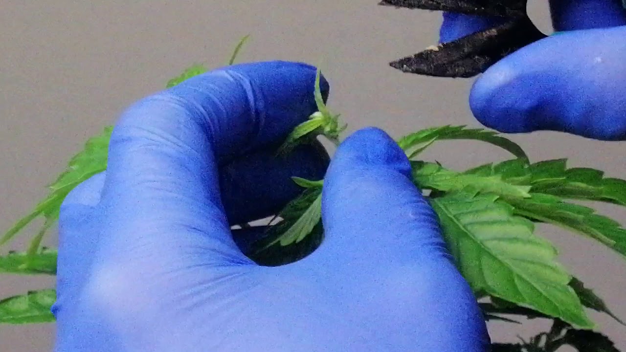 PLANTA CON PODAS APICALES (PODA F&Aacute;CIL Y R&Aacute;PIDA)