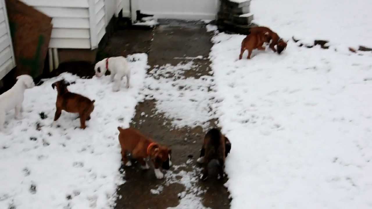 Boxer puppies in the snow
