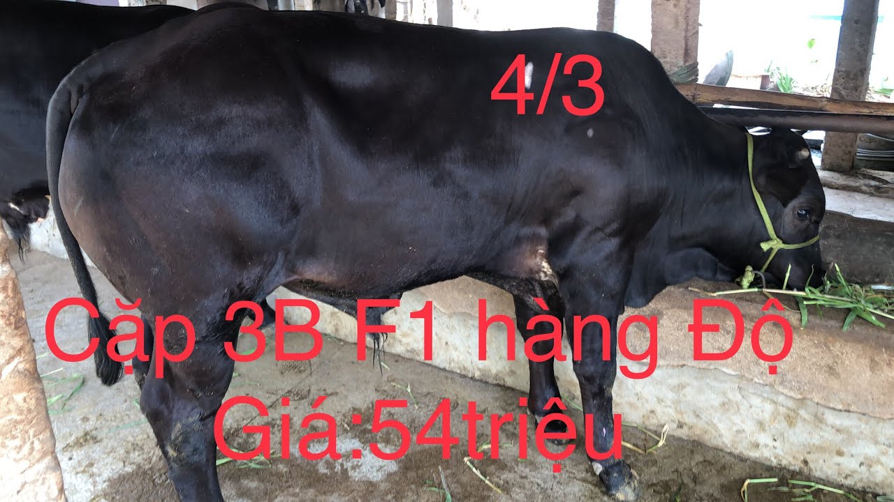 4/3, Trại Bò Văn Tuấn Ba Tri, Giá:54triệu/ Cặp 3B F1 Lứa hàng Độ VIP, Zalo_SĐT:0918204232.