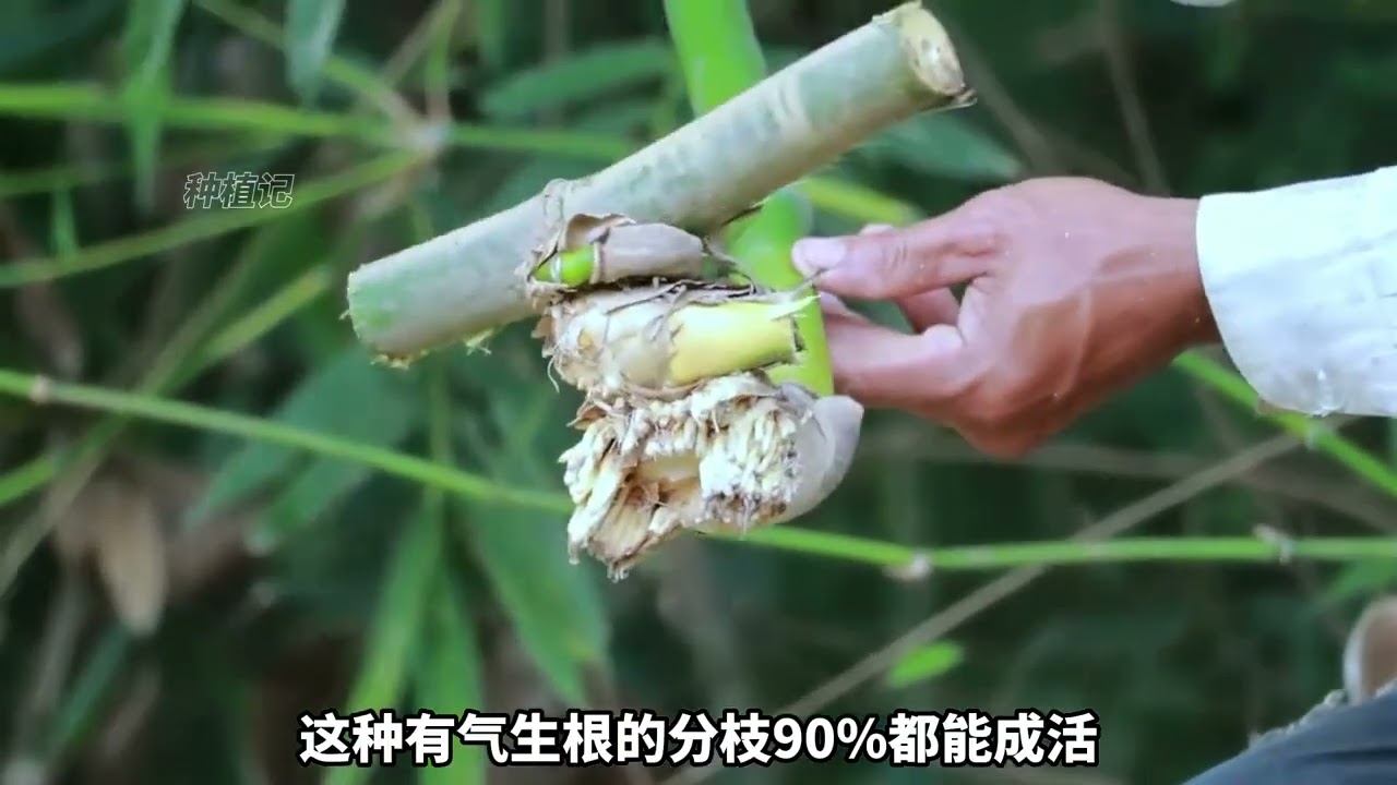 竹子千万不要从种子开始种植，要不然需要8年才能吃到竹笋！