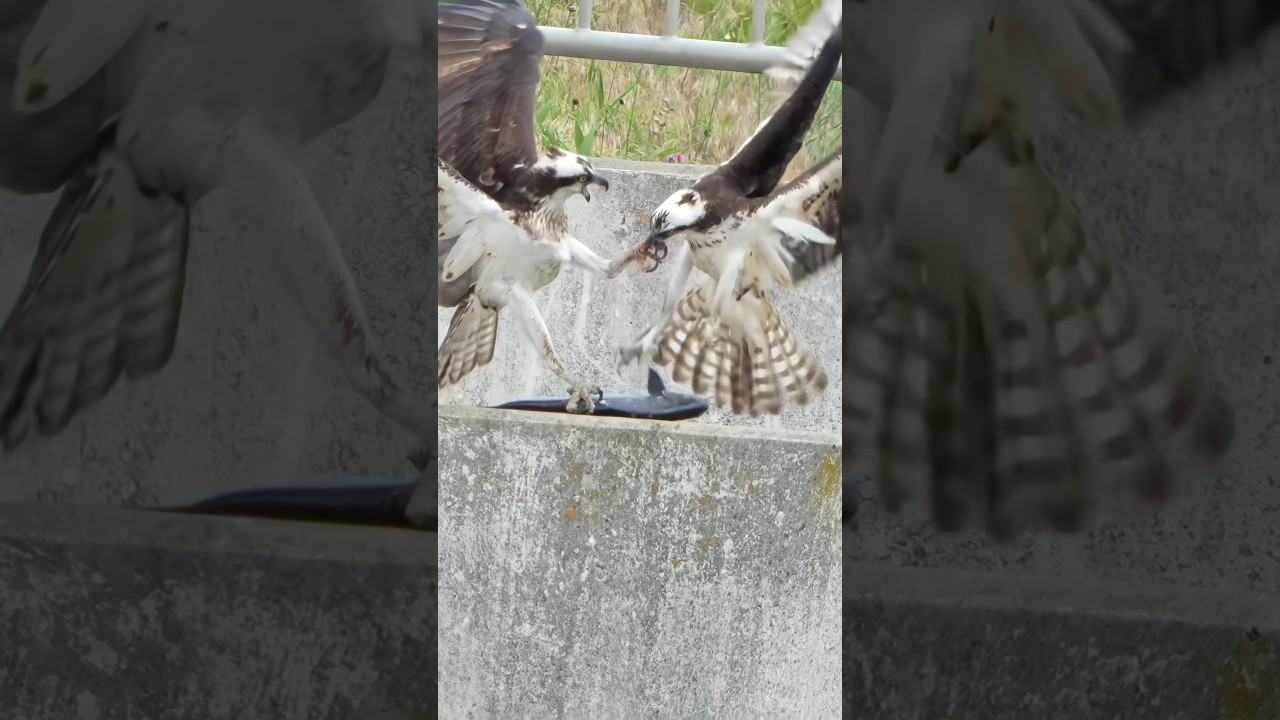 Female osprey fights to keep her catch🐟part 2 !!  Copyrighted Sony A6700+ FE 400-800 #wildlife