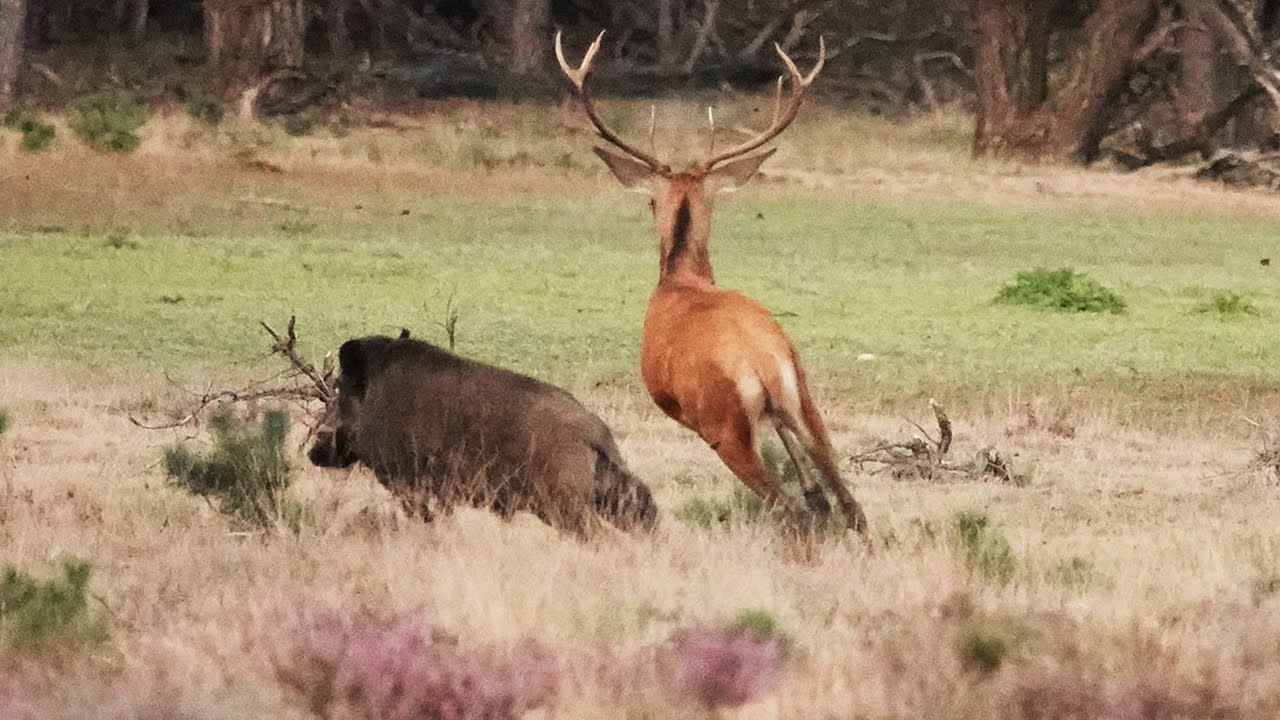Jong hert jaagt zwijn weg - Young deer chases away a wild boar